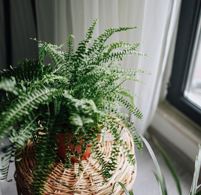 Indoor Fern in a pot