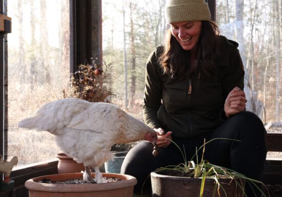 Summer Rayne Oaks Planting spring bulbs in a container with a chicken