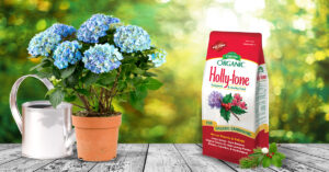 Holly-tone 1200x628