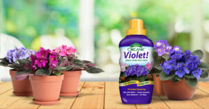 Violet 1200x628