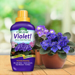 Violet 600x600