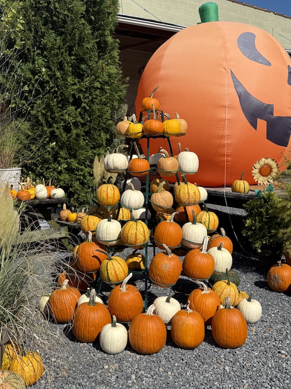 Pumpkin trees