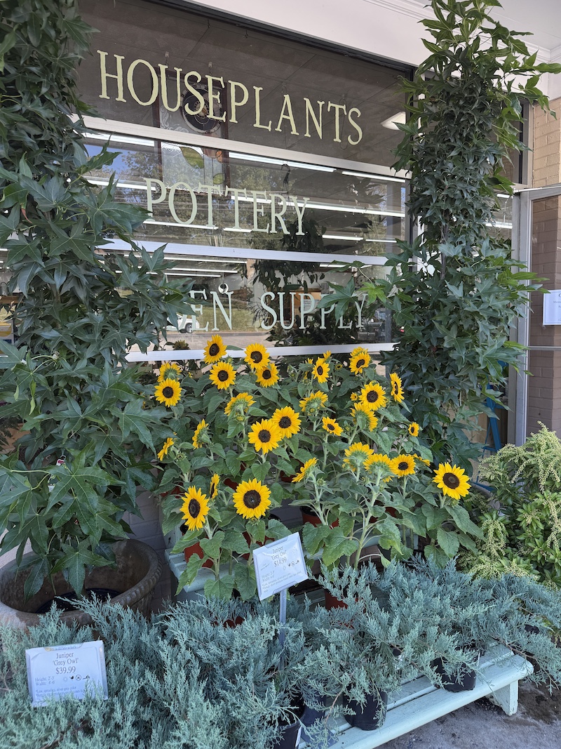 fall seasonal plant display