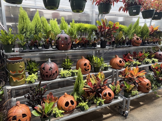 plant display with pumpkins