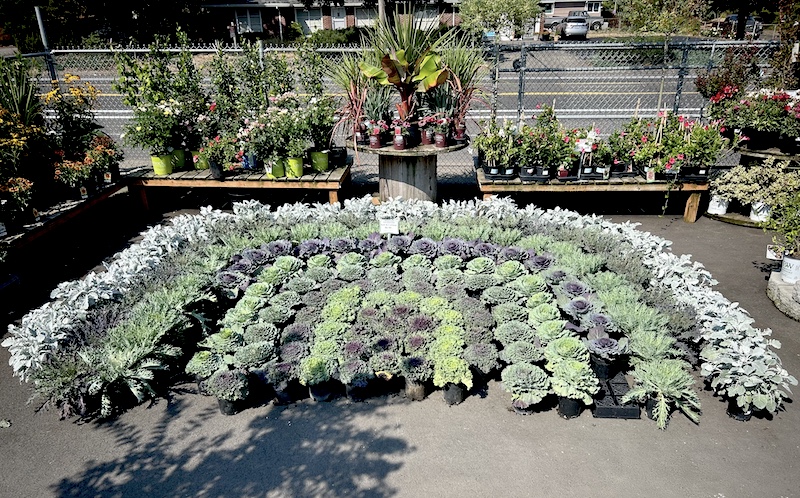 Ornamental Kale and Cabbage