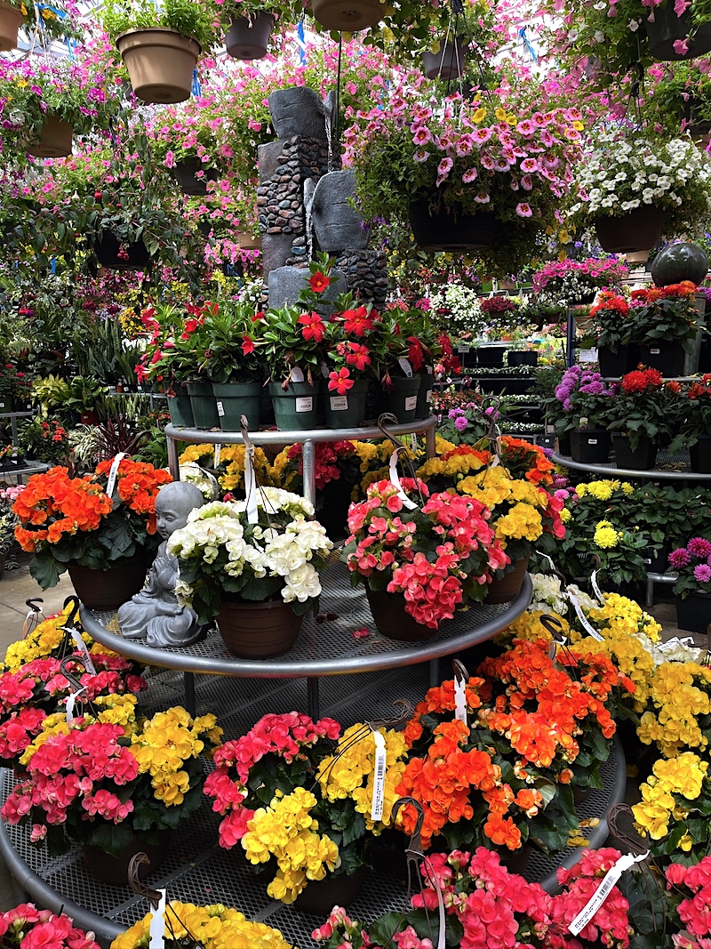 Jerry's - Flower display