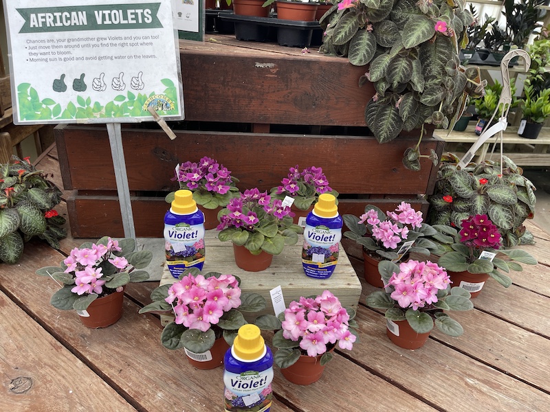 African Violet Display