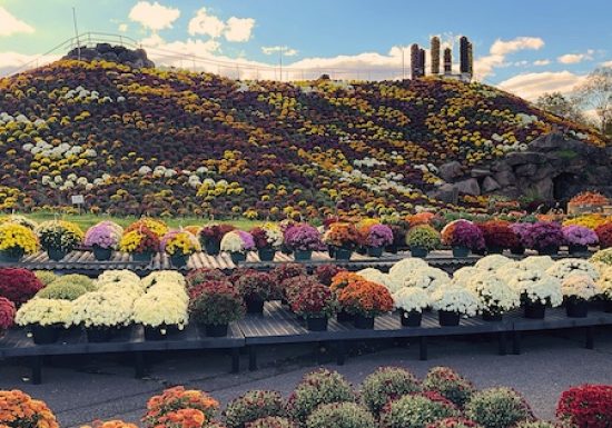 Mum Mountain at Ott's Exotic Plants