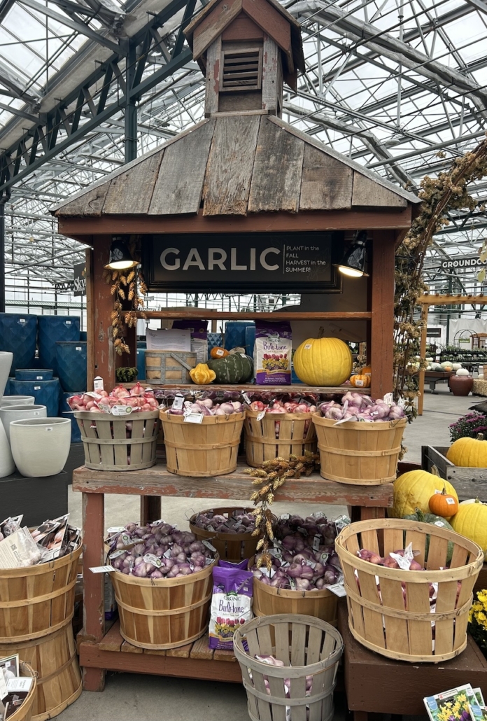 bulb display at a nursery